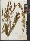 Foto von Salix triandra subsp. amygdalina (L.) Schübl. & G. Martens